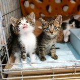 2022年9月18日東大宮店に参加するのNPO法人Happy-Wildcatsの保護猫091805