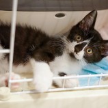 2022年9月18日東大宮店に参加するのNPO法人Happy-Wildcatsの保護猫091806