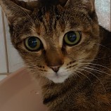 2022年9月18日東大宮店に参加するのNPO法人Happy-Wildcatsの保護猫091807