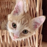 rescue-cat_hitachinaka091101