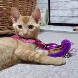 rescue-cat_hitachinaka091102