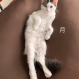 rescue-cat_hitachinaka091112