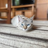 rescue-cat_hitachinaka091118