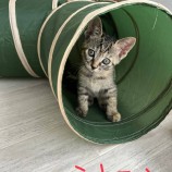 rescue-cat_hitachinaka091122