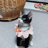 rescue-cat_hitachinaka091124