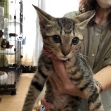 2022年9月18日君津店に参加する猫レンジャーの保護猫091805