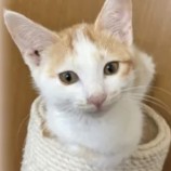 2022年9月18日君津店に参加する猫レンジャーの保護猫091808