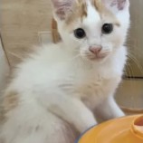 2022年9月18日君津店に参加する猫レンジャーの保護猫091810