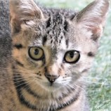 2022年9月18日君津店に参加する猫レンジャーの保護猫091822