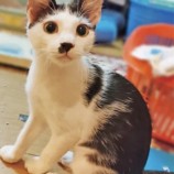 2022年9月18日君津店に参加する猫レンジャーの保護猫091823