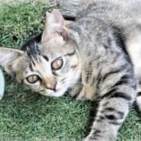 2022年9月18日君津店に参加する猫レンジャーの保護猫091824