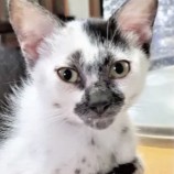 2022年9月18日君津店に参加する猫レンジャーの保護猫091825