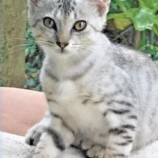 2022年9月18日君津店に参加する猫レンジャーの保護猫091826