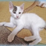 2022年9月18日君津店に参加する猫レンジャーの保護猫091827
