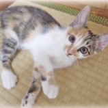 2022年9月18日君津店に参加する猫レンジャーの保護猫091829