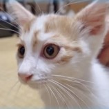 2022年9月18日君津店に参加する猫レンジャーの保護猫091830