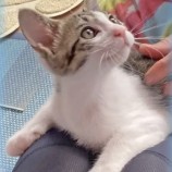 2022年10月2日ジョイフル本田君津店に参加する猫レンジャーの保護猫100206