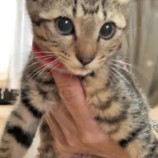 2022年10月2日ジョイフル本田君津店に参加する猫レンジャーの保護猫100216