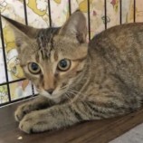 2022年10月2日ジョイフル本田君津店に参加する猫レンジャーの保護猫100221