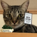 2022年10月2日ジョイフル本田君津店に参加する猫レンジャーの保護猫100225