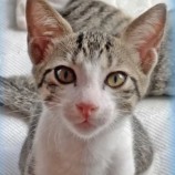 2022年10月2日ジョイフル本田君津店に参加する猫レンジャーの保護猫100226
