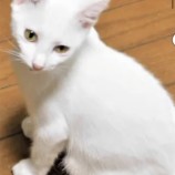 2022年10月2日ジョイフル本田君津店に参加する猫レンジャーの保護猫100230