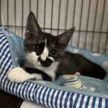 2022年10月2日守屋店に参加するにゃんこの大冒険の保護猫100201