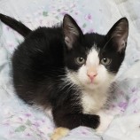 2022年10月2日守屋店に参加するにゃんこの大冒険の保護猫100203