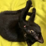 2022年10月2日守屋店に参加するにゃんこの大冒険の保護猫100206