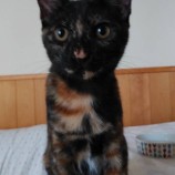 2022年10月2日守屋店に参加するにゃんこの大冒険の保護猫100207