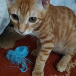 2022年10月2日守屋店に参加するにゃんこの大冒険の保護猫100209