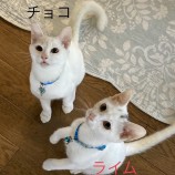 2022年10月9日荒川沖店に参加するTeam.ホーリーキャットの保護猫100911