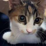 2022年10月16日荒川沖店に参加するネコスペ事務局の保護猫101602