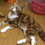 2022年10月16日荒川沖店に参加するネコスペ事務局の保護猫101603