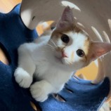 2022年10月16日荒川沖店に参加するネコスペ事務局の保護猫101606