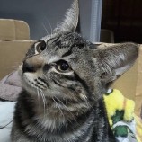 2022年10月16日荒川沖店に参加するネコスペ事務局の保護猫101610