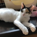 2022年10月16日荒川沖店に参加するネコス務局の保護猫101611