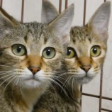 2022年10月23日荒川沖店に参加する犬猫物語の保護猫102302