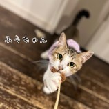 2022年10月9日ひたちなか店に参加するネコスペ事務局の保護猫100903