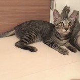 2022年10月9日ひたちなか店に参加するネコスペ事務局の保護猫100904