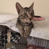 2022年10月9日ひたちなか店に参加するネコスペ事務局の保護猫100905