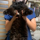 2022年10月9日ひたちなか店に参加するネコスペ事務局の保護猫100906