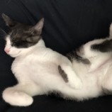 2022年10月9日ひたちなか店に参加するネコスペ事務局の保護猫100907