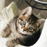 2022年10月9日ひたちなか店に参加するネコスペ事務局の保護猫100908