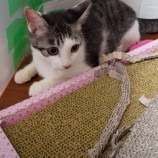 2022年10月9日ひたちなか店に参加するネコスペ事務局の保護猫100909