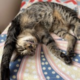 2022年10月9日ひたちなか店に参加するネコスペ事務局の保護猫100913