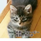 2022年10月9日ひたちなか店に参加するネコスペ事務局の保護猫100916