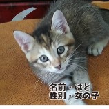 2022年10月9日ひたちなか店に参加するネコスペ事務局の保護猫100919