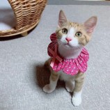 2022年10月9日ひたちなか店に参加するネコスペ事務局の保護猫100920