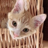 2022年10月9日ひたちなか店に参加するネコスペ事務局の保護猫100922
